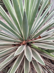 Agave angustifolia