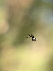 Argyrodes elevatus