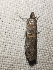 Acrobasis bithynella