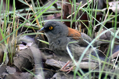 Junco phaeonotus