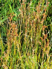 Juncus compressus
