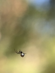 Argyrodes elevatus