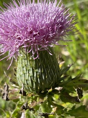 Cirsium pumilum