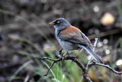 Junco phaeonotus