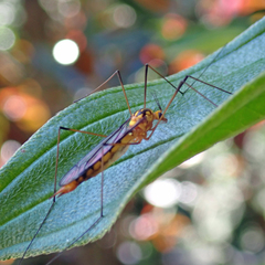 Nephrotoma australasiae