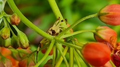 Misumenoides formosipes