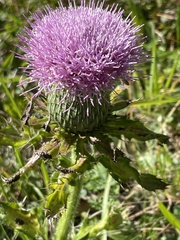 Cirsium pumilum