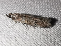 Acrobasis bithynella