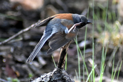 Junco phaeonotus