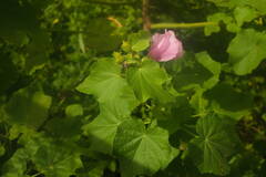 Hibiscus furcellatus