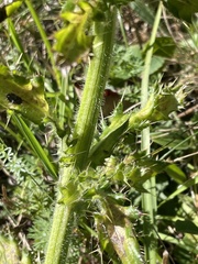 Cirsium pumilum