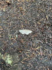 Cyclophora pendulinaria