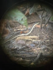 Dendrelaphis