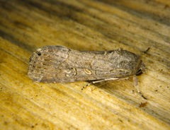 Magusa divaricata