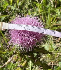 Cirsium pumilum