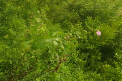 Hibiscus furcellatus
