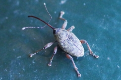 Curculio glandium