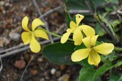 Viola nuttallii