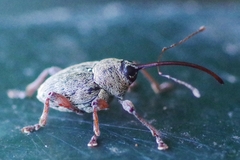 Curculio glandium