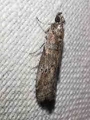 Acrobasis bithynella