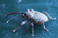 Curculio glandium