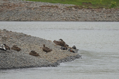 Histrionicus histrionicus