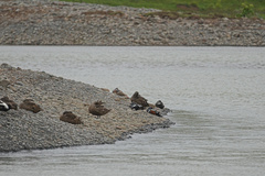 Histrionicus histrionicus