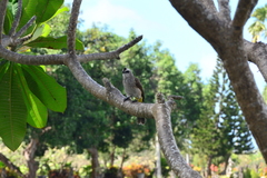 Pycnonotus goiavier analis