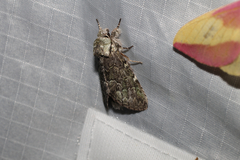 Macrurocampa marthesia