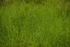 Urochloa mutica