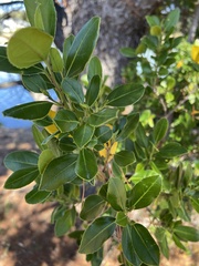 Rhamnus alaternus