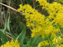 Agapostemon sericeus