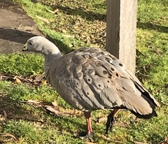 Cereopsis novaehollandiae