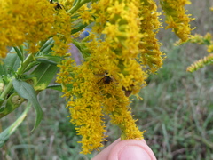 Gymnoclytia
