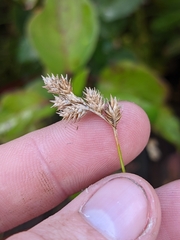 Carex bebbii