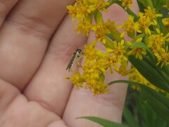 Sphaerophoria contigua