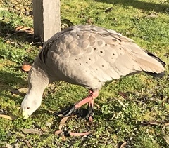 Cereopsis novaehollandiae