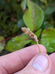 Carex bebbii