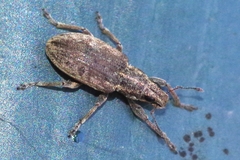 Sitona humeralis