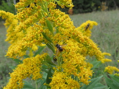 Gymnoclytia