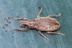 Sitona humeralis