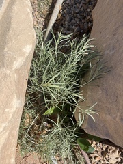 Artemisia filifolia