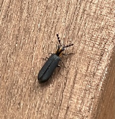 Pyticeroides laticornis