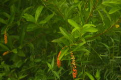 Citharexylum caudatum