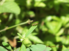 Toxomerus floralis