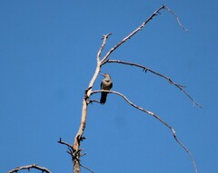 Colaptes auratus