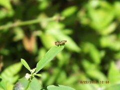 Toxomerus floralis