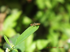 Toxomerus floralis
