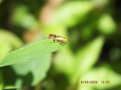 Toxomerus floralis