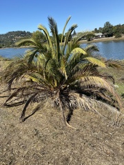 Phoenix canariensis